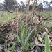 Variable Plantain - Photo (c) bennybotany85, some rights reserved (CC BY-NC), uploaded by bennybotany85