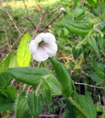 Trichodesma zeylanicum