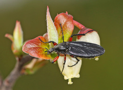 Bibio femoratus