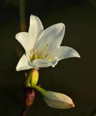 Crinum campanulatum