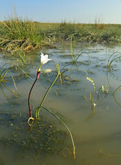 Crinum campanulatum