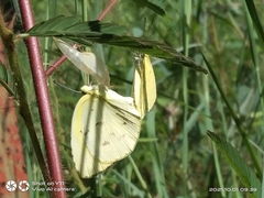 Eurema hecabe