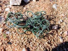 Gethyllis lanuginosa