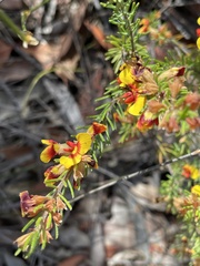 Dillwynia elegans