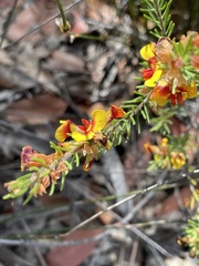 Dillwynia elegans