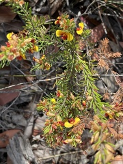 Dillwynia elegans