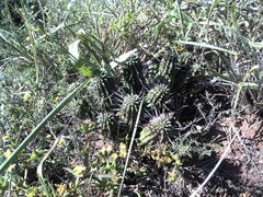 Euphorbia mammillaris