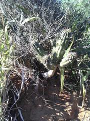 Euphorbia mammillaris