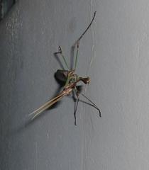 Hemiempusa capensis