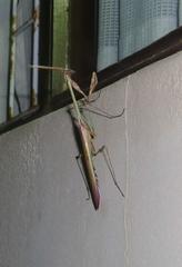 Hemiempusa capensis