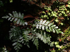 Bolbitis appendiculata