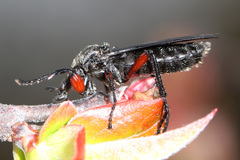 Bibio femoratus