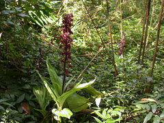 Liparis gigantea