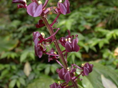 Liparis gigantea
