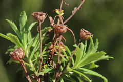 Osmitopsis osmitoides