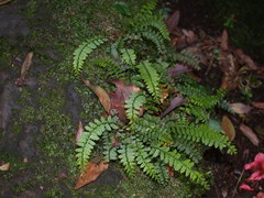 Osmolindsaea odorata