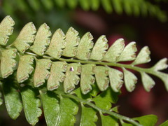 Osmolindsaea odorata