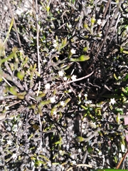 Thesium euphrasioides