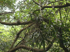 Cleisostoma paniculatum