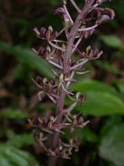 Liparis formosana