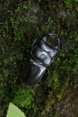 Dorcus antaeus miyashitai