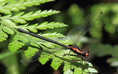 Austroargiolestes amabilis