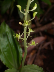 Liparis formosana
