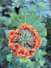 Gastrolobium bilobum