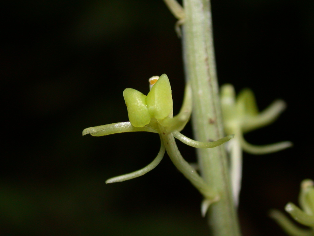 Taiwan Bog Orchid
