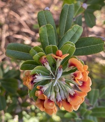 Gastrolobium bilobum