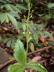 Liparis formosana