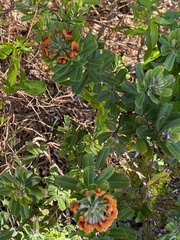 Gastrolobium bilobum