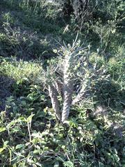 Euphorbia clava