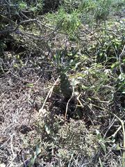 Euphorbia clava