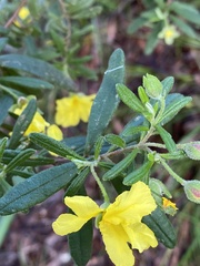 Hibbertia furfuracea