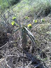 Euphorbia clava