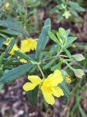 Hibbertia furfuracea