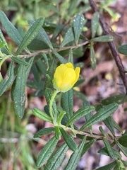 Hibbertia furfuracea