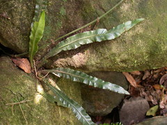 Asplenium griffithianum