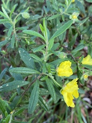 Hibbertia furfuracea