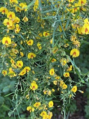 Bossiaea linophylla