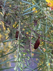 Bossiaea linophylla