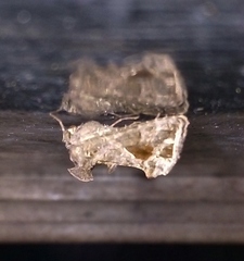 Ctenoplusia accentifera