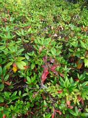 Koenigia tripterocarpa