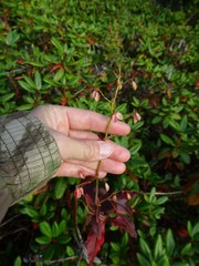 Koenigia tripterocarpa