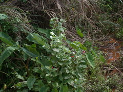 Saururus chinensis