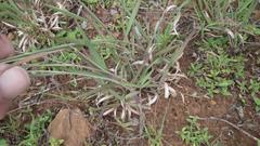 Melinis repens repens