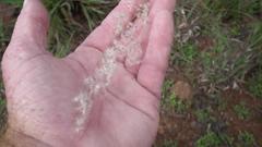 Melinis repens repens