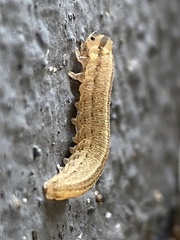 Tenthredopsis litterata