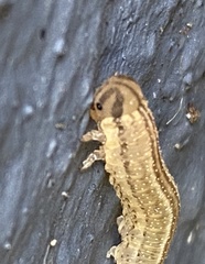 Tenthredopsis litterata